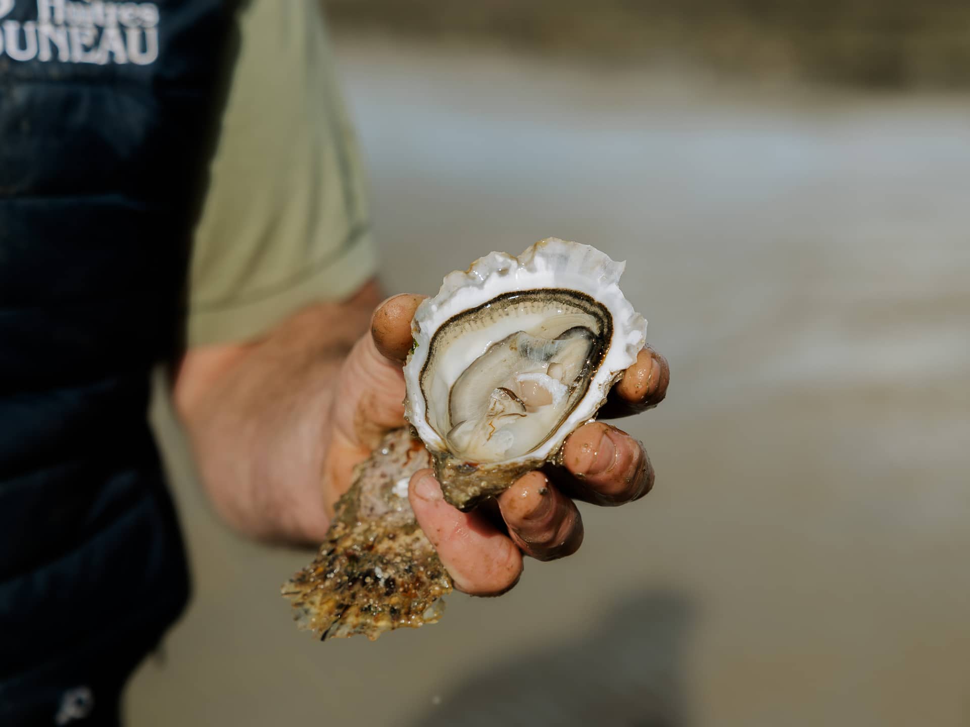 Photo d'une huître 100% Île de Ré
