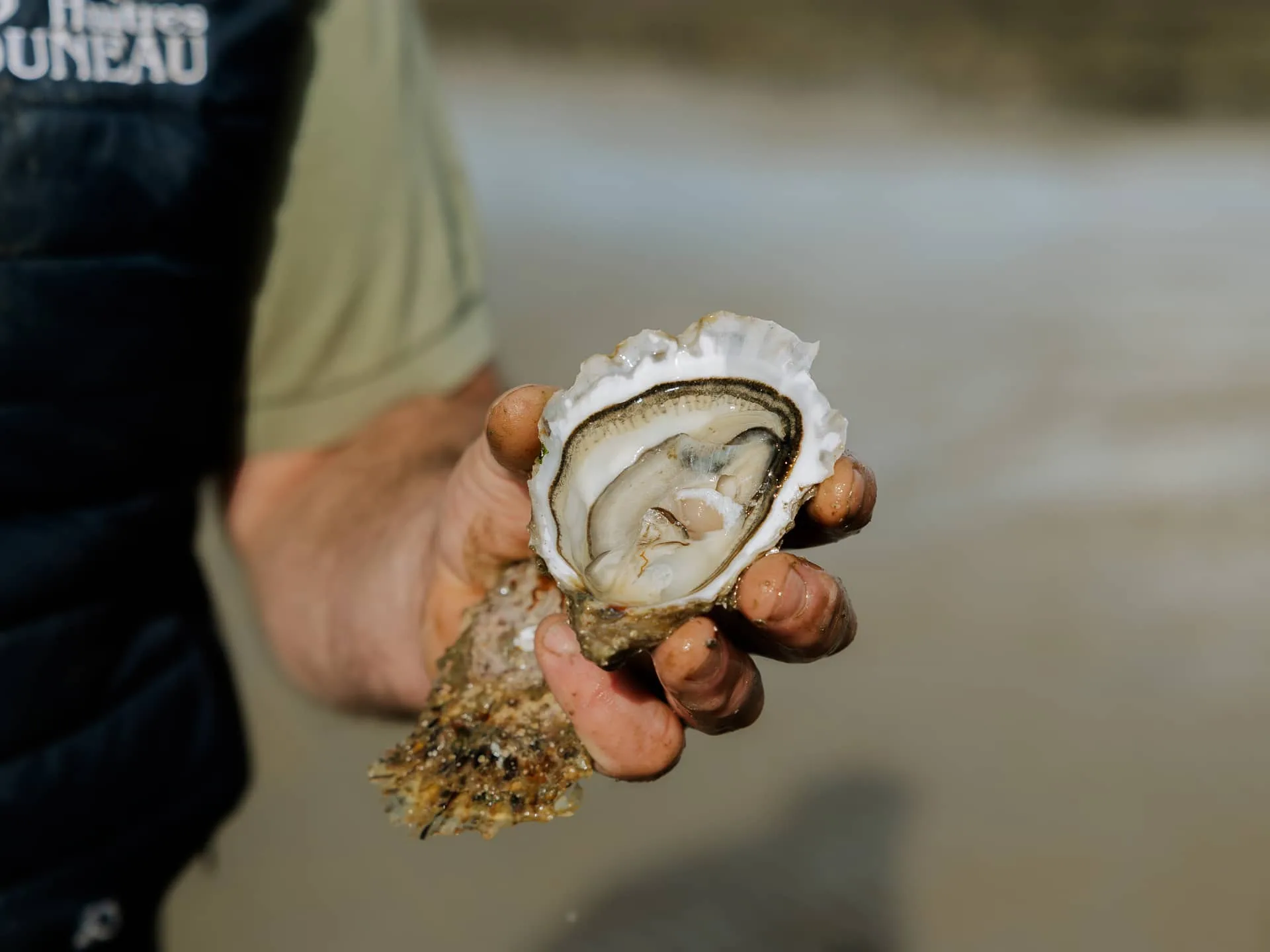 Photo d'une huître 100% Île de Ré