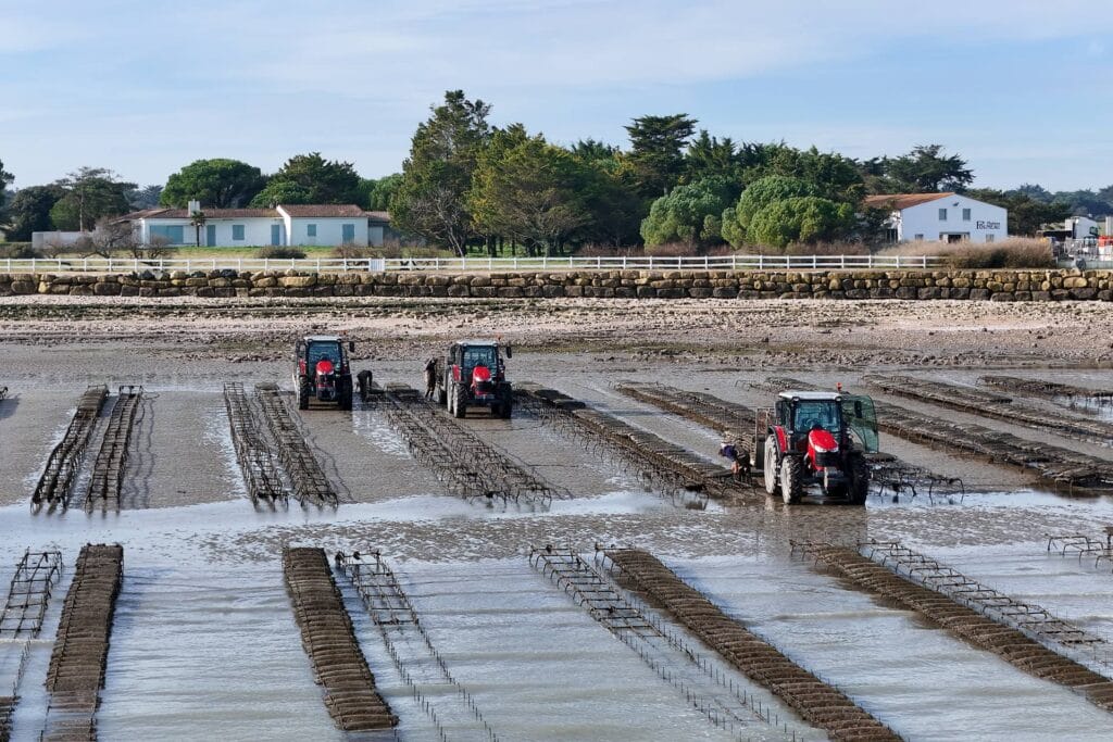 Photo d'une culture d'huitres pleine mer à l'île de ré